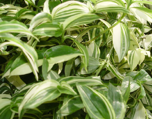 Tradescantia albiflora
